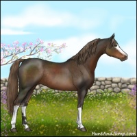 Horse Color:White Spotted Liver Chestnut Rabicano 