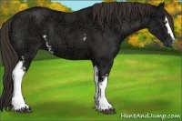 Horse Color:White Spotted Liver Chestnut Ice Sabino 