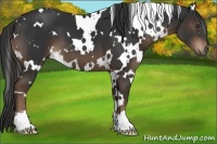 Horse Color:White Spotted Liver Chestnut 