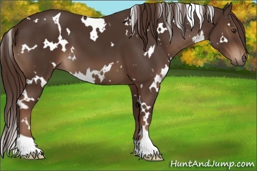 Horse Color:White Spotted Liver Chestnut 