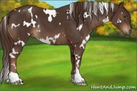 Horse Color:White Spotted Liver Chestnut