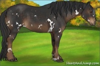 Horse Color:White Spotted Liver Chestnut