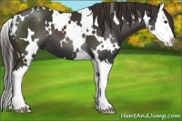 Horse Color:White Spotted Liver Chestnut Splash