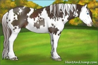 Horse Color:White Spotted Liver Chestnut Splash