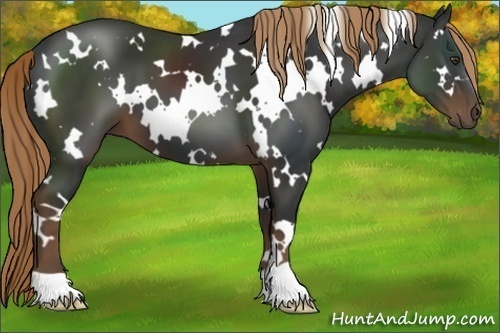 Horse Color:White Spotted Liver Chestnut 