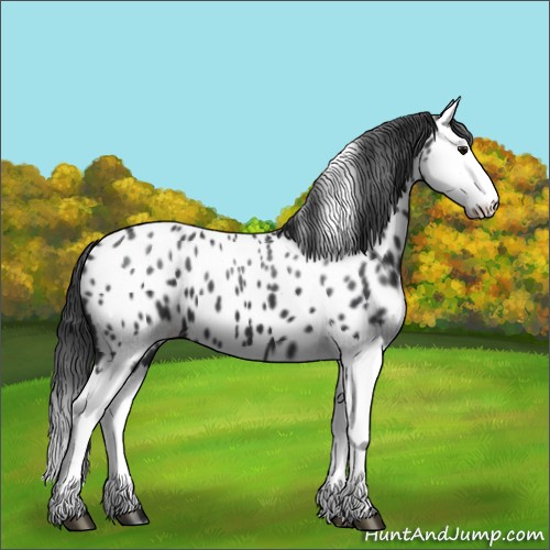 Horse Color:Black Splash Appaloosa 