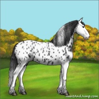 Horse Color:Black Splash Near Leopard 