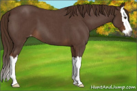 Horse Color:Gray Red Roan Splash Varnish 