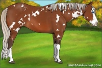 Horse Color:White Spotted Silver Bay Splash