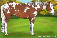Horse Color:White Spotted Silver Bay Roan Splash 