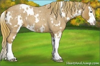 Horse Color:White Spotted Red Roan Splash