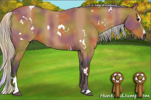 Horse Color:Gray Nacre White Spotted Silver Buckskin Sabino