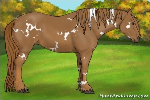 Horse Color:White Spotted Chestnut