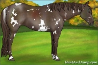 Horse Color:White Spotted Liver Chestnut 