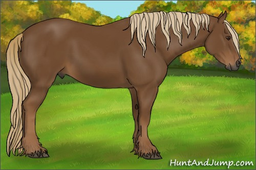 Horse Color:Gray Chestnut 