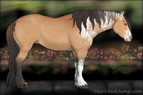 Horse Color:White Spotted Bay 
