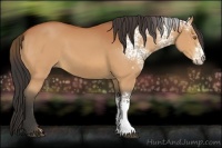 Horse Color:White Spotted Bay 