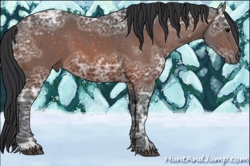 Horse Color:Bay Ice 