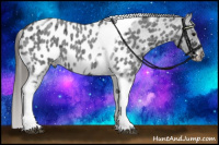 Horse Color:Blue Roan Tobiano Frame Near Leopard 