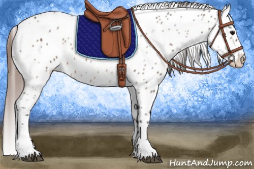 Horse Color:Bay Sabino Appaloosa 