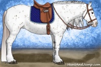 Horse Color:Bay Sabino Near Leopard