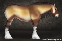 Horse Color:Bay Onyx 