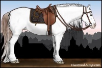 Horse Color:Buckskin Splash Frame Snowcap 