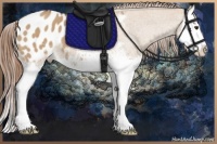Horse Color:White Spotted Red Dun Splash Appaloosa 
