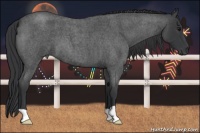 Horse Color:Blue Roan 