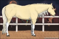 Horse Color:Palomino Tobiano 