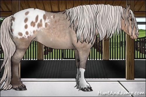 Horse Color:Silver Brown Dun Appaloosa