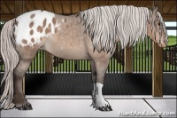 Horse Color:Silver Brown Dun Appaloosa 