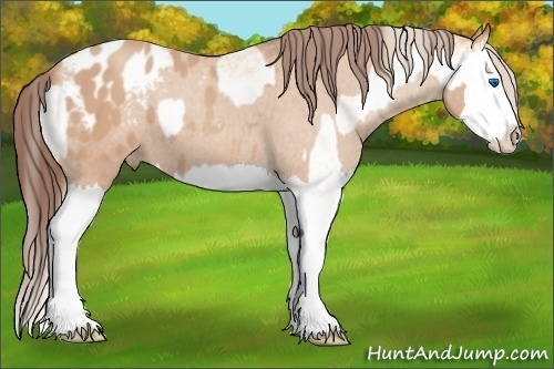 Horse Color:White Spotted Gold Cream Champagne Splash  and Amber Champagne Splash Blanket 