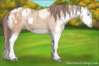 Horse Color:White Spotted Gold Cream Champagne Splash  and Amber Champagne Splash Appaloosa 