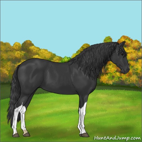 Horse Color:Black 