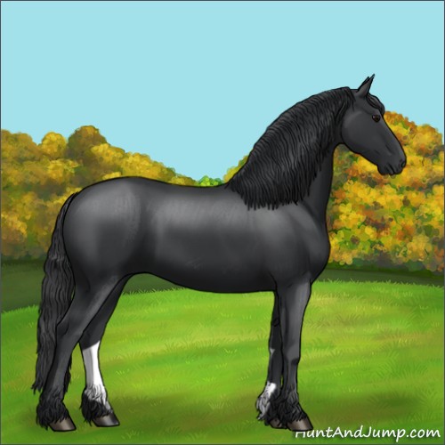 Horse Color:Black 
