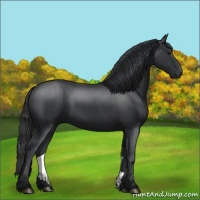 Horse Color:Black 