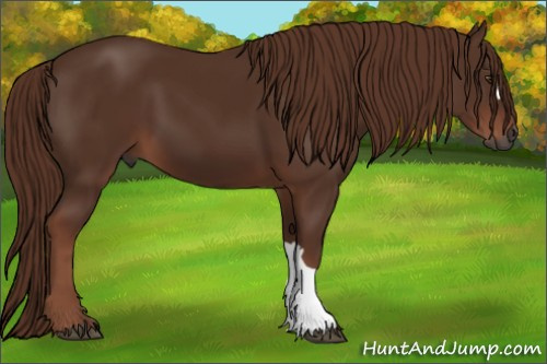 Horse Color:Gray Chestnut 