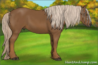 Horse Color:Gray Palomino