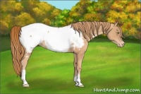 Horse Color:Gold Champagne Appaloosa