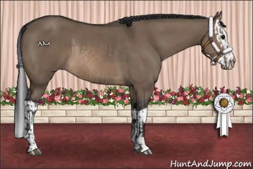 Horse Color:Brown Dun Rabicano  and Brown Dun Splash Rabicano 