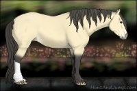 Horse Color:Buckskin 