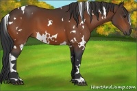 Horse Color:White Spotted Bay 