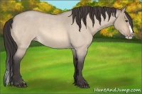 Horse Color:Buckskin Roan Dun Splash 