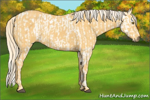 Horse Color:Palomino Appaloosa  and Palomino 