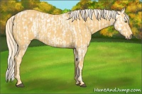 Horse Color:Palomino Leopard  and Palomino 