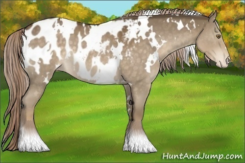 Horse Color:White Spotted Chocolate Palomino Appaloosa 