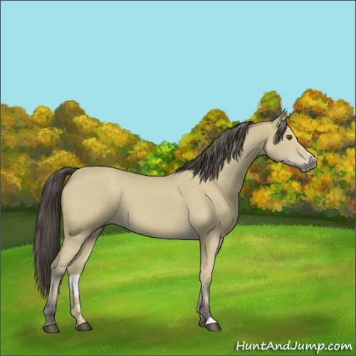 Horse Color:Buckskin