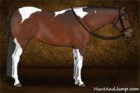 Horse Color:Brown Sabino Tobiano