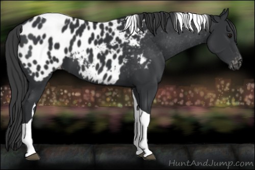 Horse Color:Black Tobiano Near Leopard 